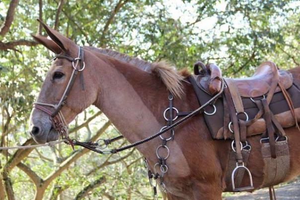 desenhos na tosa de cavalos (11)