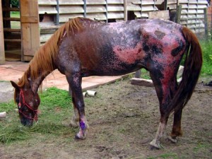 Capim mata cavalos e pode causar prejuízos - CompreRural