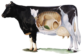 sistema digestivo vaca (2)