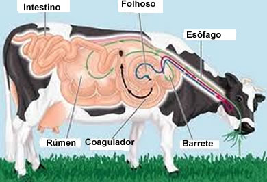 sistema digestivo vaca