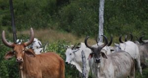 vaca-guzera-vermelha