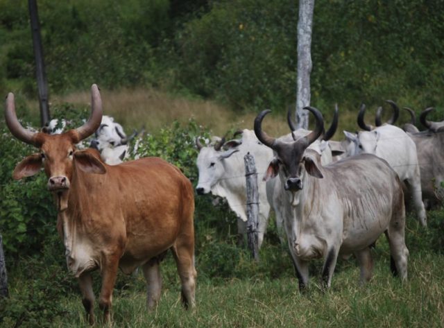 vaca-guzera-vermelha vaca-guzera-vermelha
