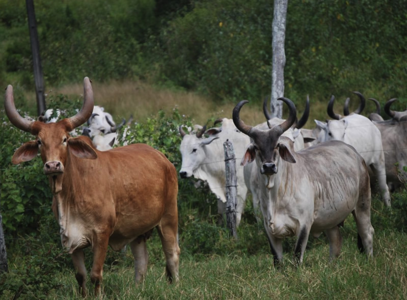 vaca-guzera-vermelha