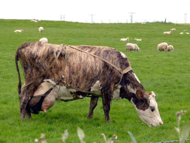 vaca usando suporte que segura ubere