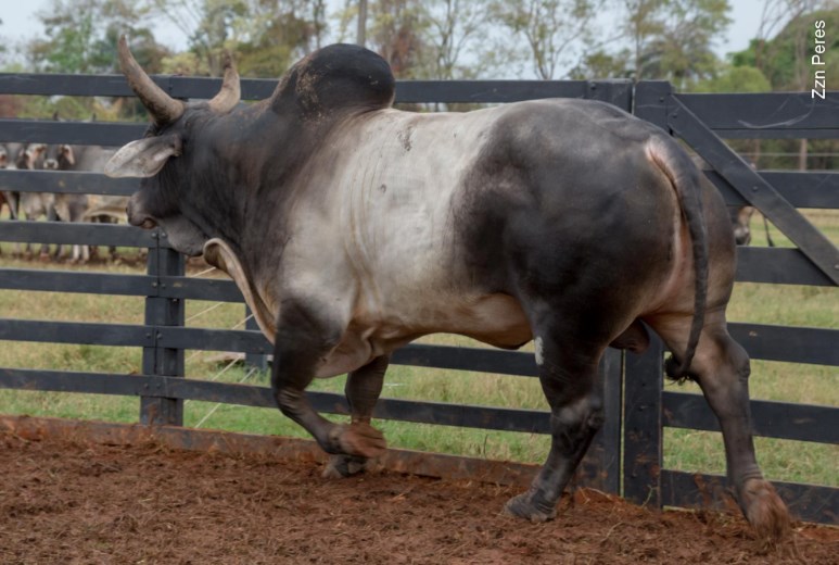 Raças que Geram Carne de Alta Qualidade e Alto Lucro