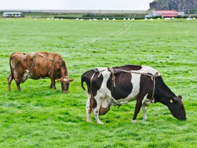 Vacas usando sutiã