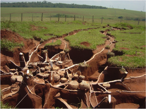 Estudo realizado pela UNESP de Botucatu, mostrando um sauveiro concretado.