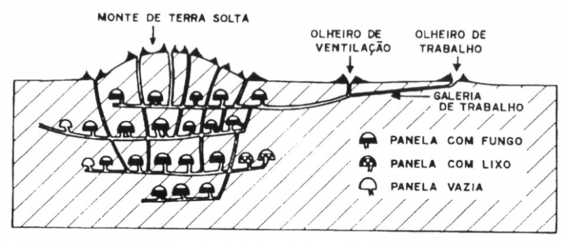 Esquema geral de um sauveiro (Fonte: UNIBRÁS, retirado de DELLA LUCIA, 1993, p.32)