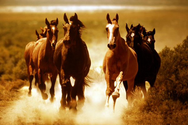 Aprenda Brincando o Movimento do Cavalo