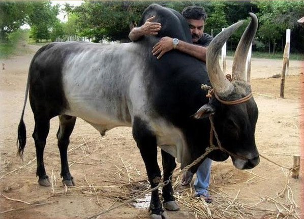 gado kangayan