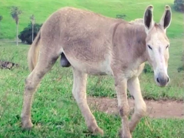 Jegue 'Furão' teria cruzado com uma vaca que deu à luz 'Coelhinha' (Foto: Reprodução/ TV Bahia)