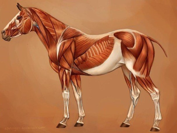 Quais são os defeitos de aprumos encontrados nos cavalos?, Artigos