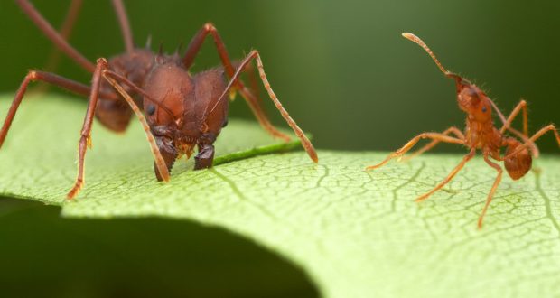 sauvas formigas