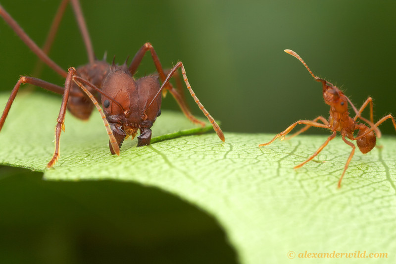 sauvas formigas