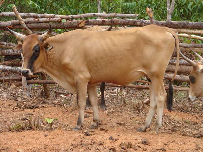 Gado Curraleiro