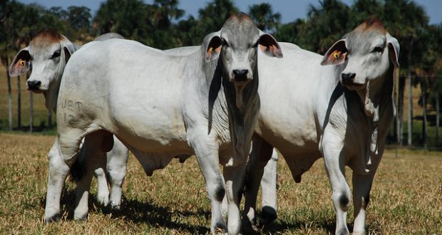 brahman garrotes