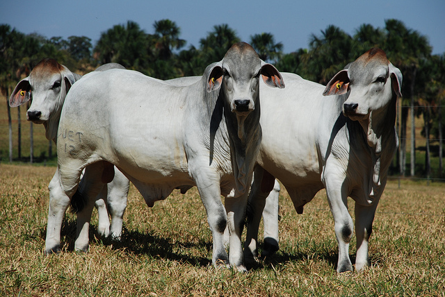 brahman garrotes