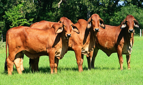 Red Brahman