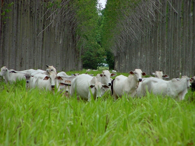 eucalipto floresta com gado 1