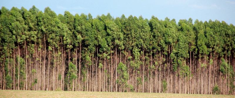 eucalipto floresta