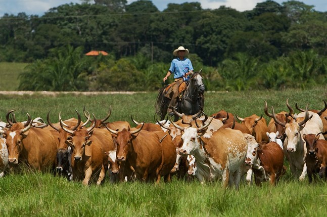 gado pantaneiro 2