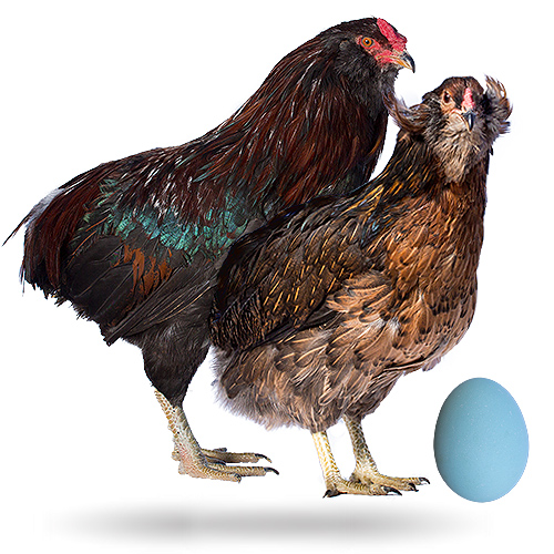 Dizziness clock Reductor Ovos azuis e verdes, alimentação ou genética das galinhas