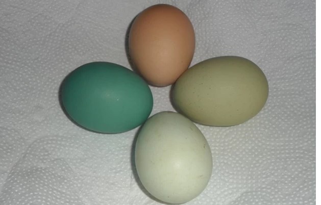 ovos verdes