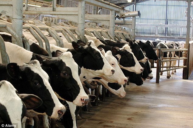vacas leiteiras china super fazenda 1