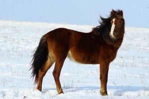 Kazakh Horse