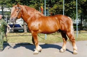 Cavalo Russian Heavy Draft