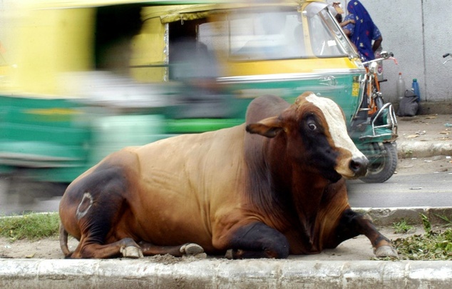 boi na rua india