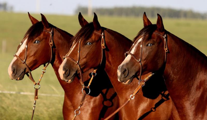 Foto de Lindo Cavalo De Criação e mais fotos de stock de Cavalo