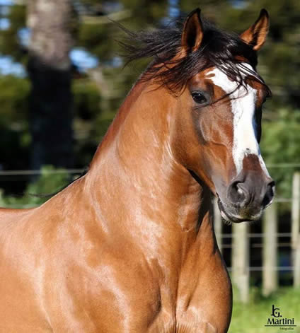cavalo-crioulo 8