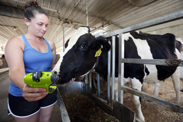 Universidade de New Hampshire estudante Kayla Aragona apresenta um dispositivo chamado Moocall com uma vaca grávida chamado Magenta, terça-feira julho 19, 2016 em Durham, NH O sensor ligado a suas caudas envia alertas de texto para ajudar a detectar quando estão em trabalho de parto. (AP Photo / Jim Cole)