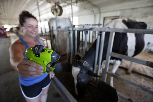 Universidade de New Hampshire estudante Kayla Aragona apresenta um dispositivo chamado Moocall com uma vaca grávida chamado Magenta, Terça-feira 19 de julho de 2016 em Durham, NH O sensor ligado a suas caudas envia alertas de texto para ajudar a detectar quando estão em trabalho de parto. (AP Photo / Jim Cole)