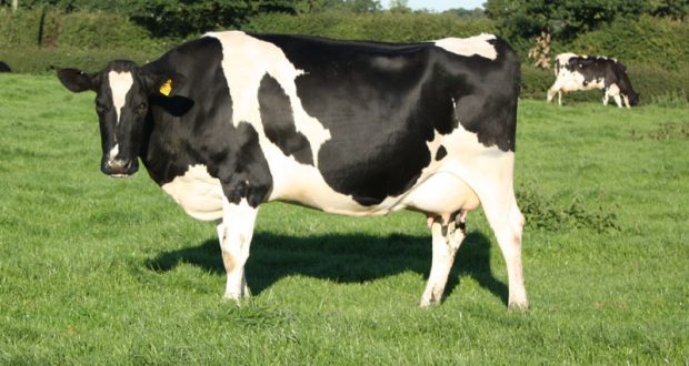 holandesa vaca