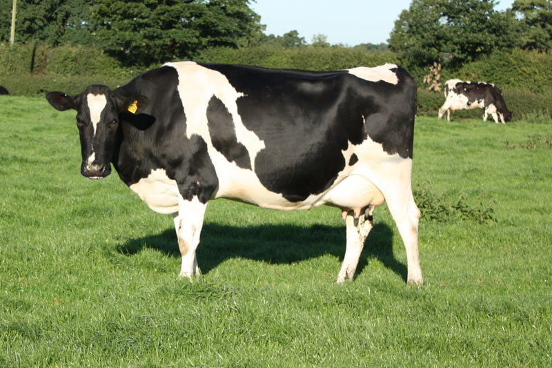holandesa vaca