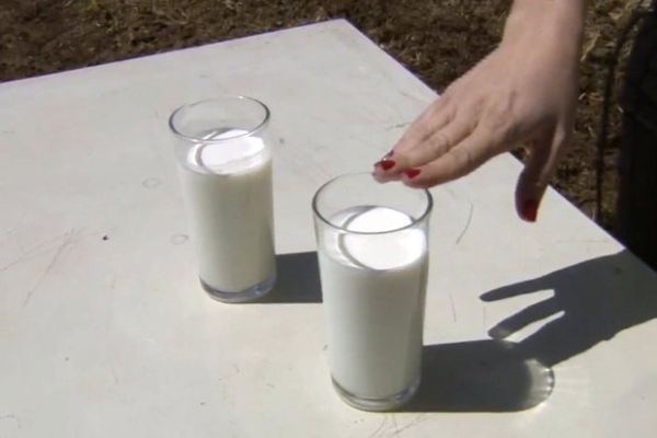 Instituto descobriu leite 'antialérgico' com cruzamentos de rebanhos (Foto: Reprodução/EPTV)