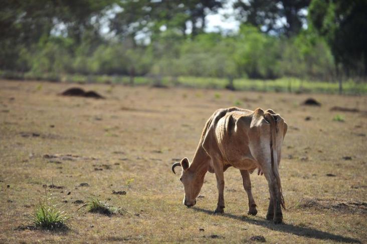 Aplicação da genética na agricultura e na pecuária