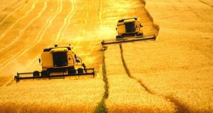 Safra Agricultura