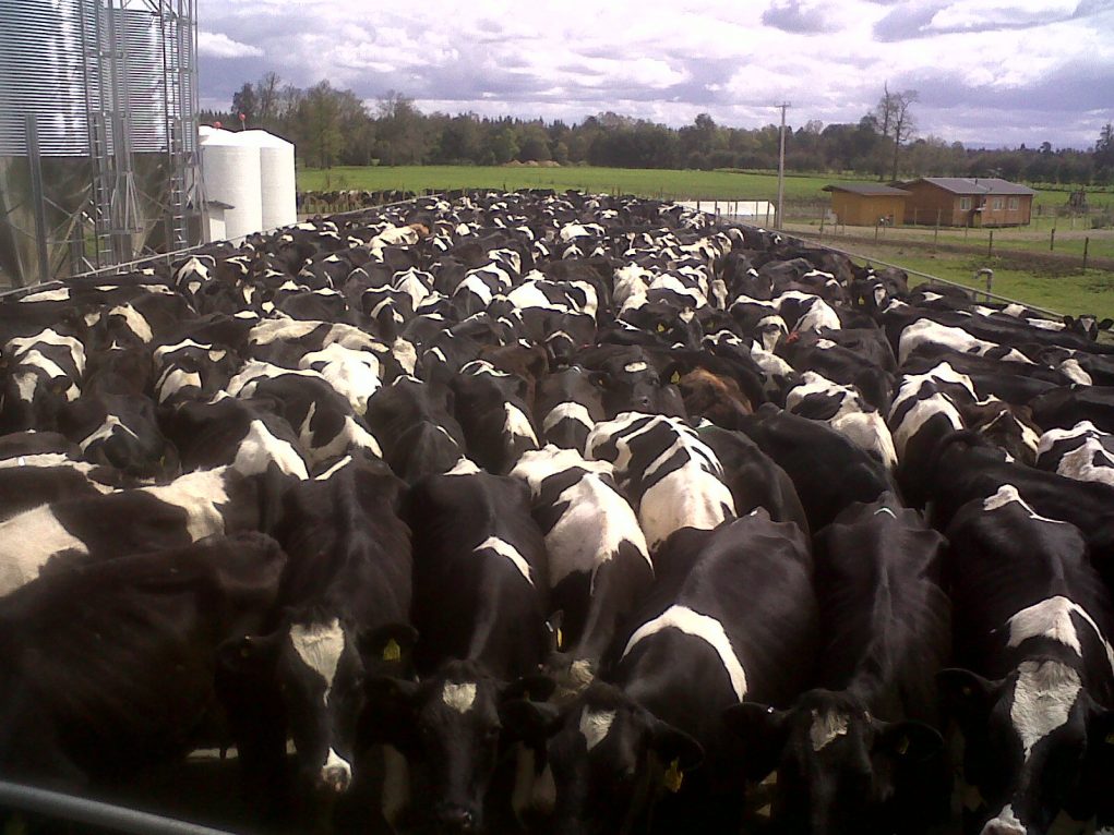 vacas-na-maior-propriedade-leiteira-do-mundo