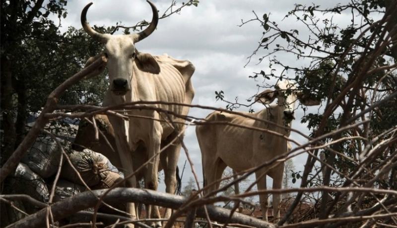 vacas nelore magras