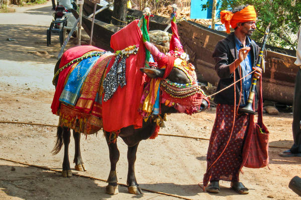 vacas sagradas na india 2