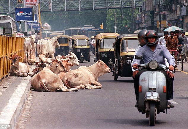 vacas sagradas na india 5