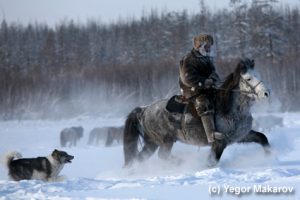 Cavalo Yakutian