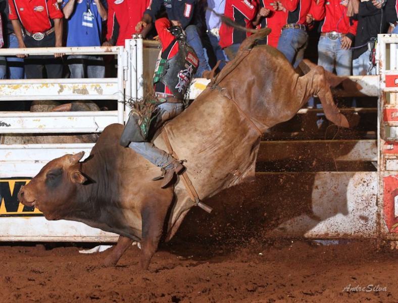 Rodeio: principais diferenças entre montar em touro ou cavalo