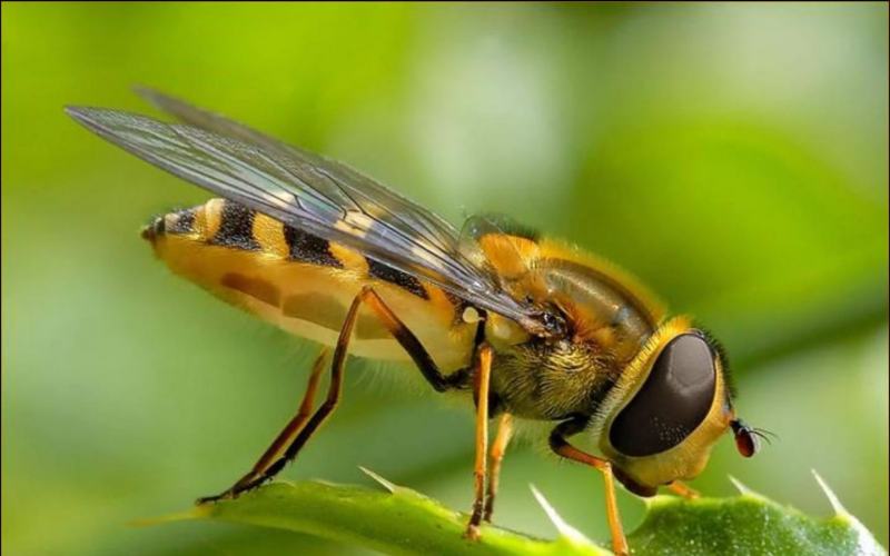 defensivos agrícolas