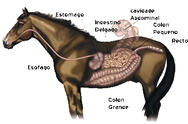 aparelho digestivo do cavalo