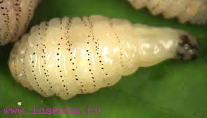 Berne no gado: além do desconforto, o prejuízo escondido na carcaça