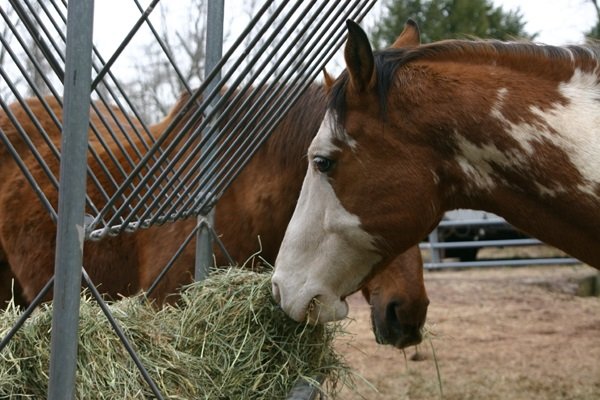 cavalo comendo feno